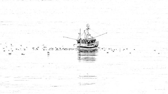 DIE MÖWEN SIND IMMER DABEI.....