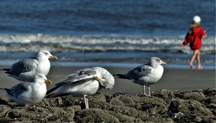 die Möwen und das Mädchen. Wangerooge