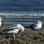 die Möwen und das Mädchen. Wangerooge