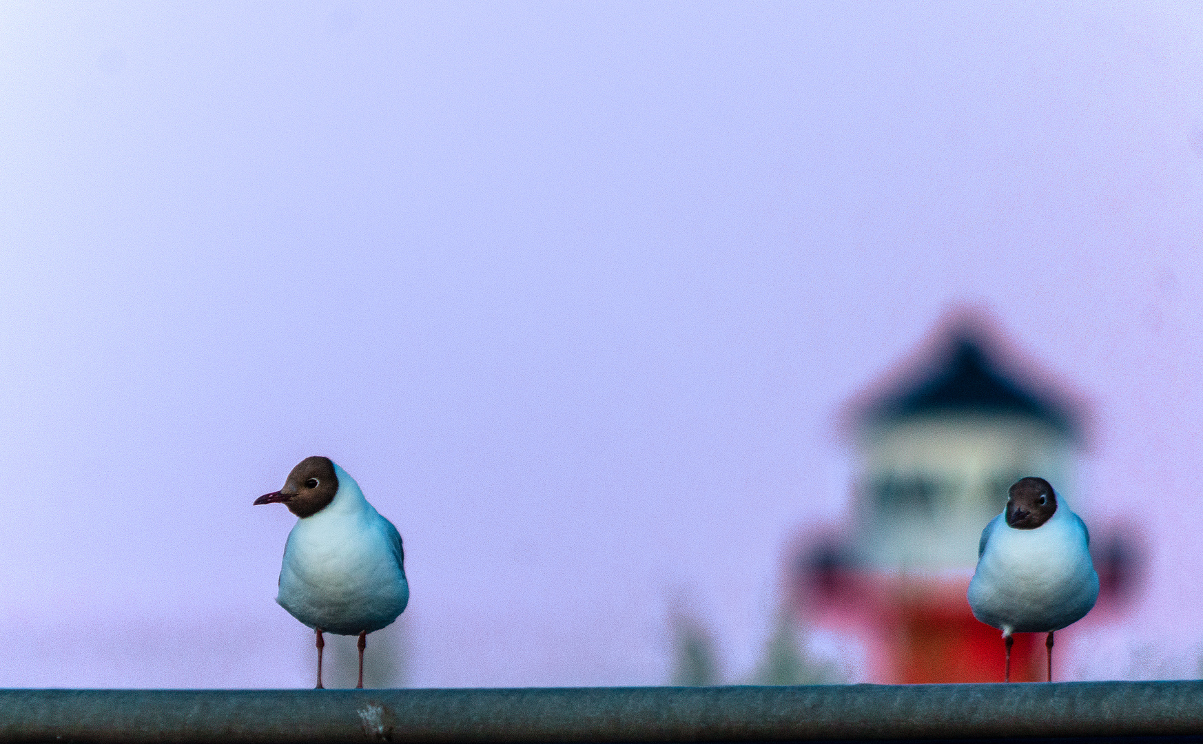 Die Möwen und der Leuchtturm