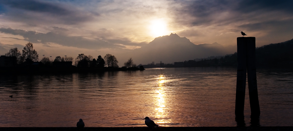 Die Möwen vom Vierwaldstättersee - 1