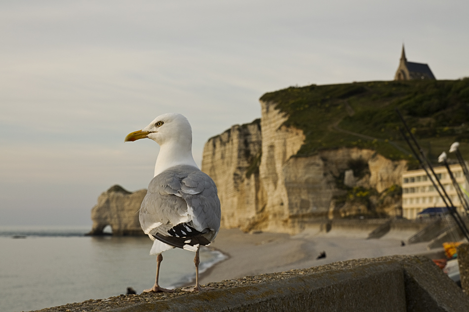 Die Möwen von Etretat