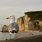 Die Möwen von Etretat