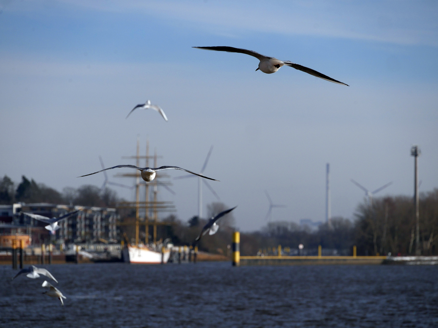 Die Möwen von Vegesack