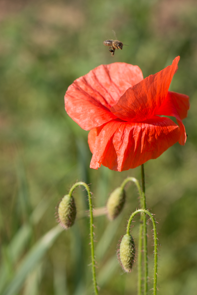 Die "Mohn"-landung