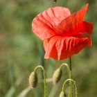 Die "Mohn"-landung