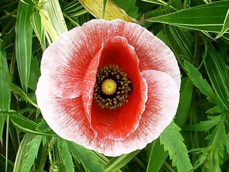 Die Mohn - Mutation im Bambus