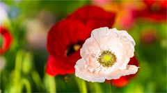 … Die Mohn-Zeit hat begonnen …