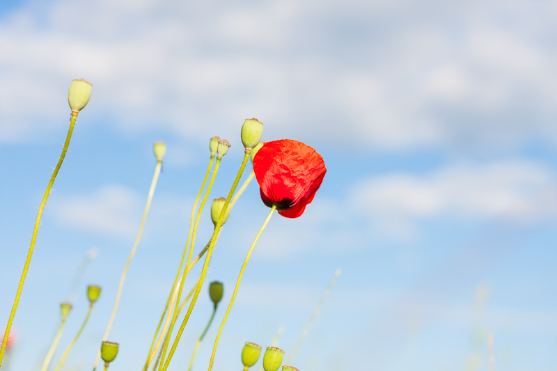 die Mohnblüte ....