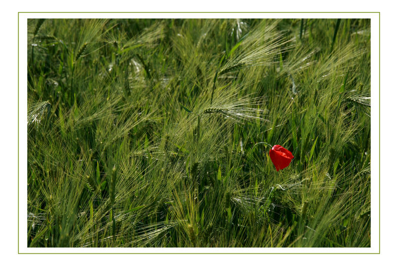 Die Mohnblüte