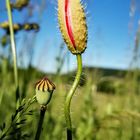 Die Mohnblüte