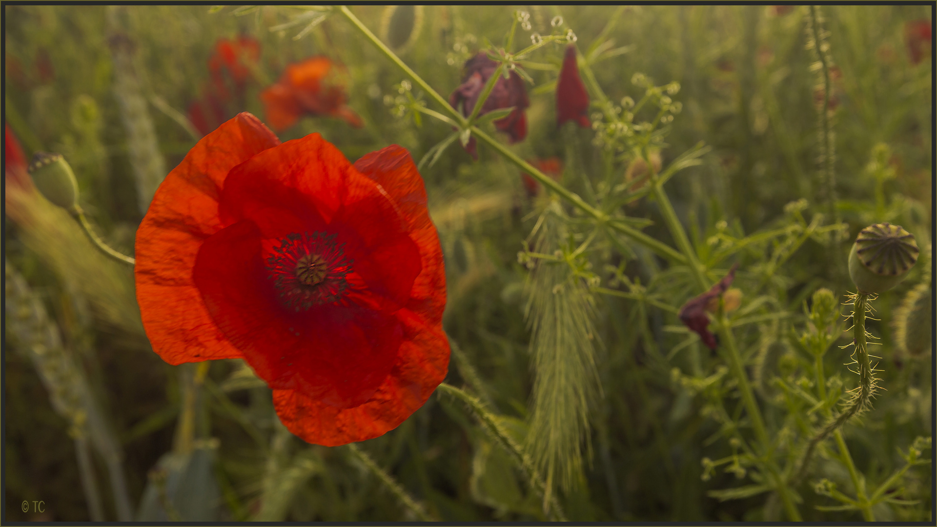 DIE MOHNBLÜTE