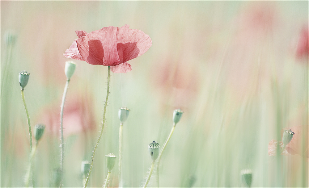 Die Mohnblüte ein unerschöpfliches Thema