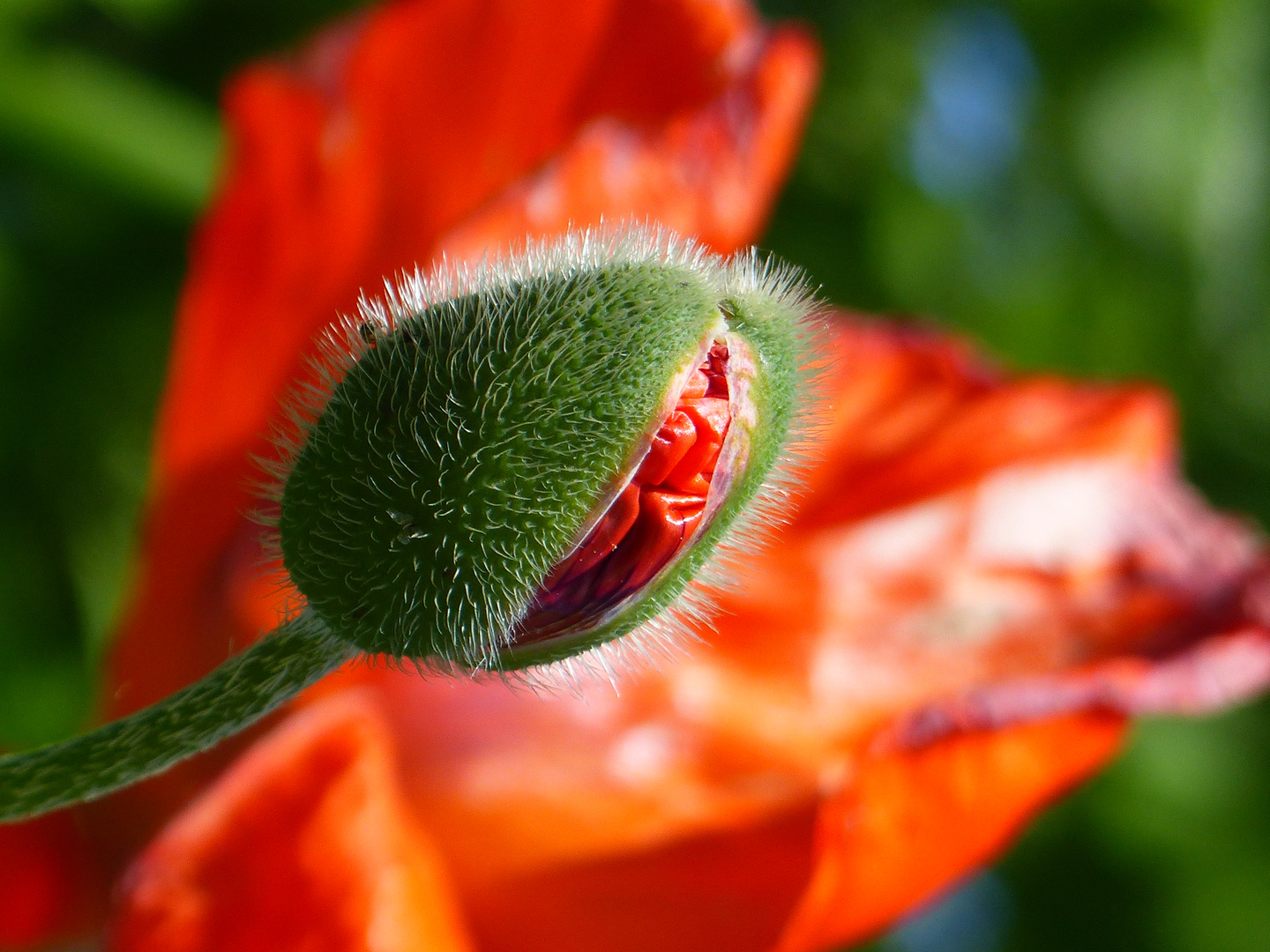 Die Mohnblüte erwacht