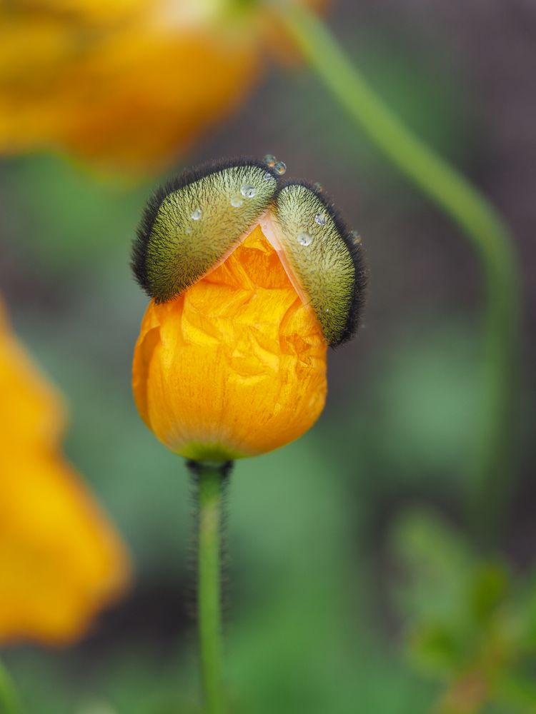 Die Mohnblüte erwacht zum Leben