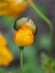 Die Mohnblüte erwacht zum Leben