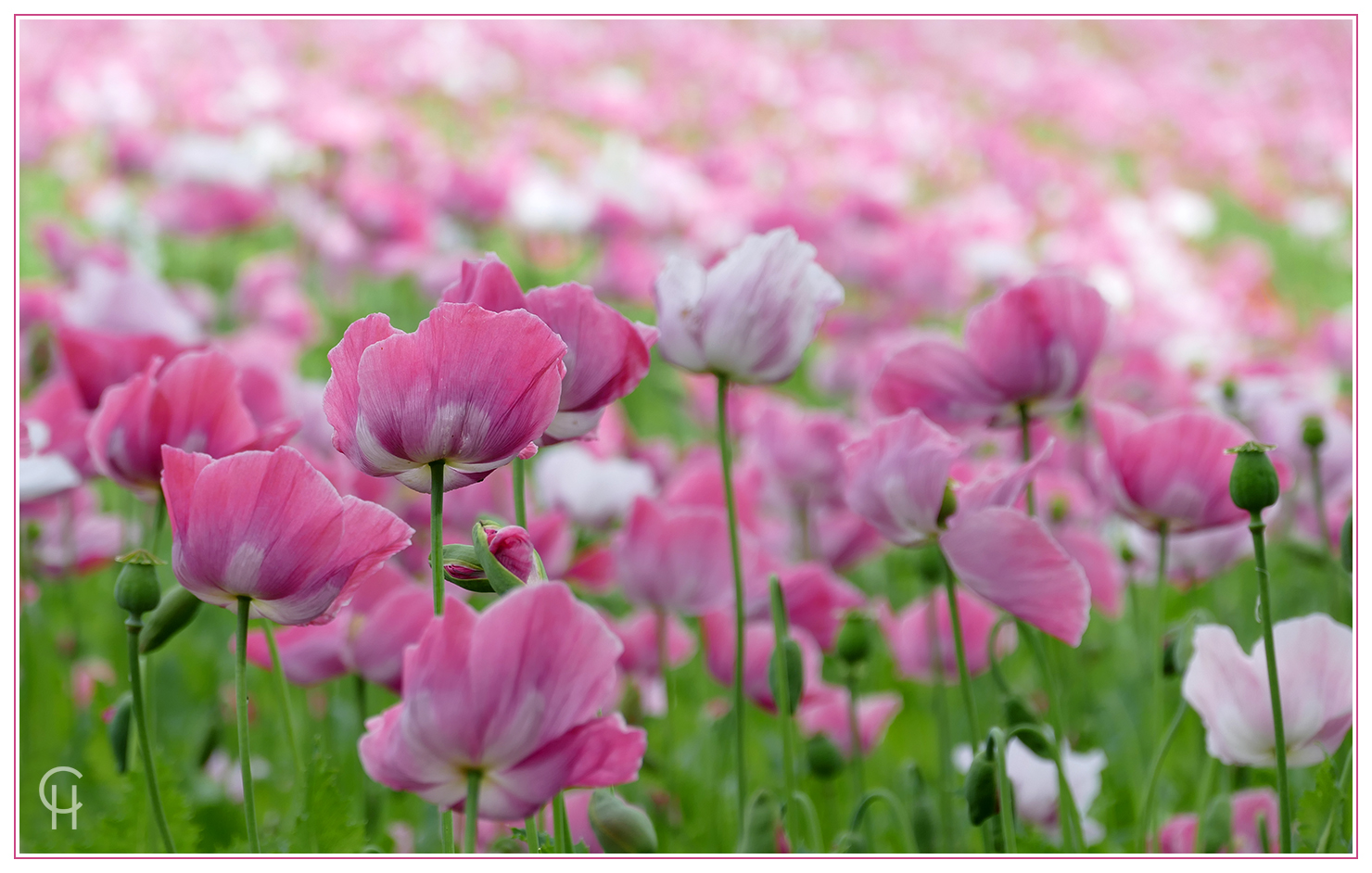 Die Mohnblüte in Nordhessen