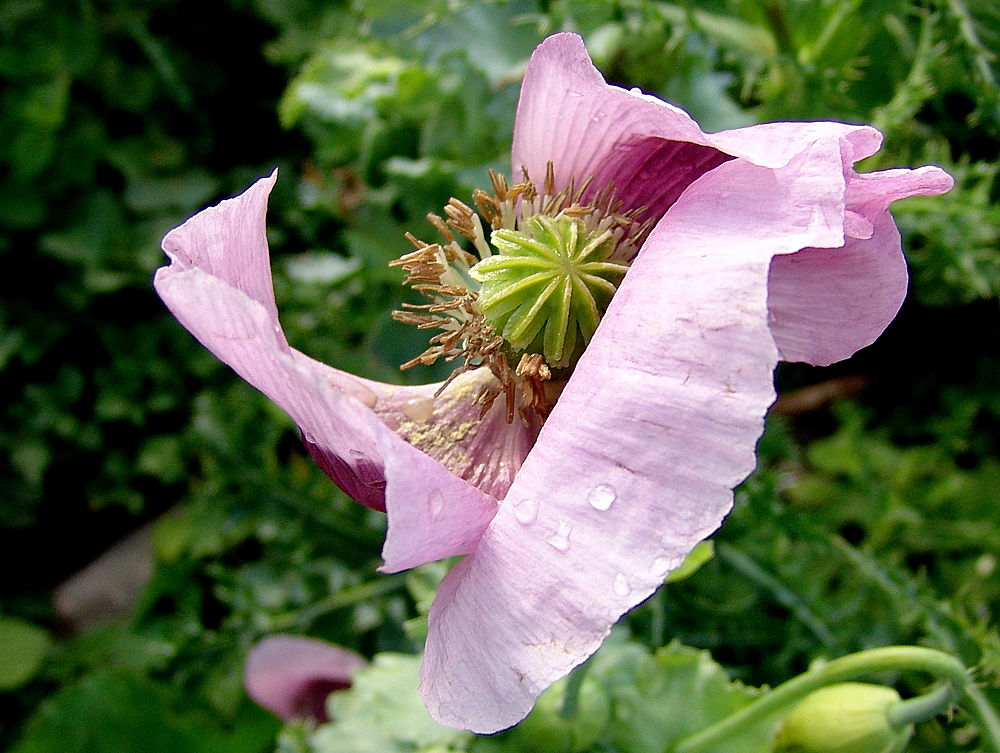 die Mohnblüte ist auch .......