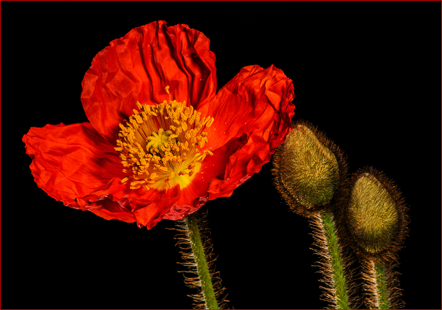 Die Mohnblüte und ihr hoffnungsvoller Nachwuchs