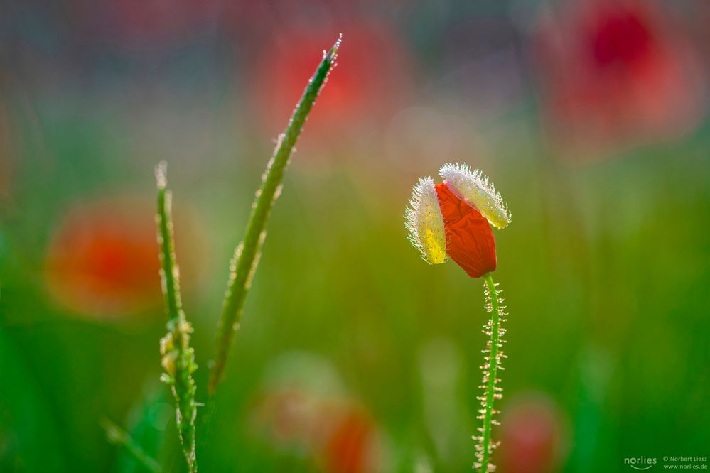 Die Mohnblüte zeigt sich