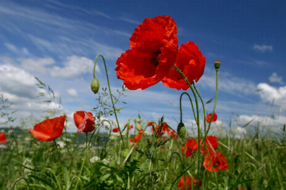 Die Mohnblüten