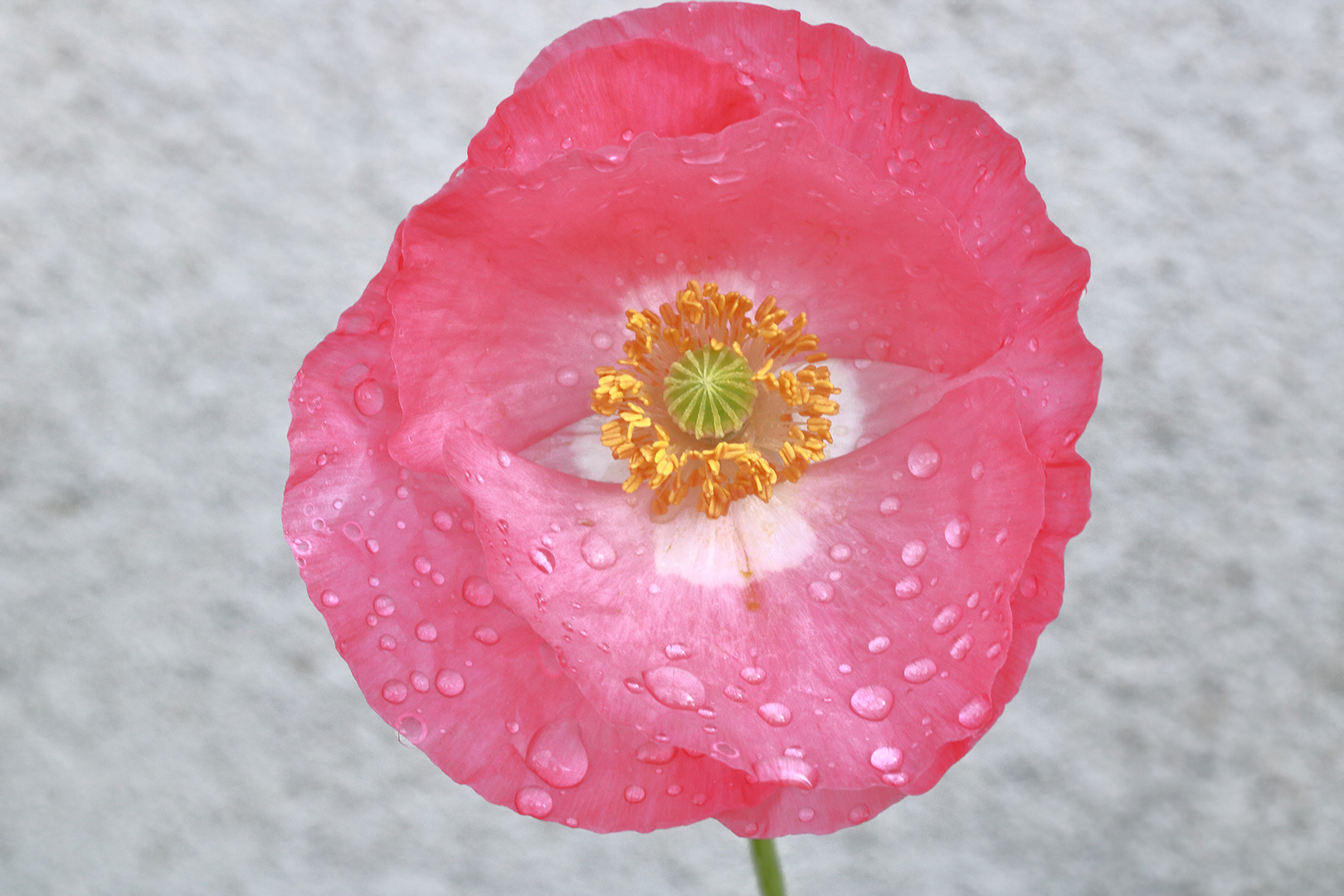 Die Mohnblüten mit den Wassertropfen Foto &amp; Bild | fotos, frühling ...