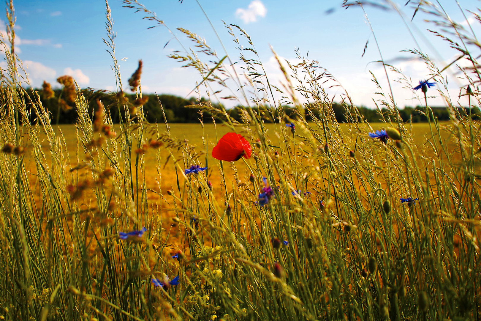 Die Mohnblume