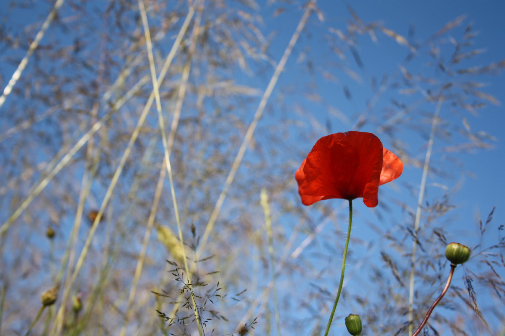 die Mohnblume