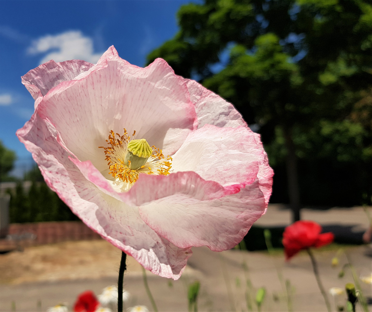 Die Mohnblume am Montag