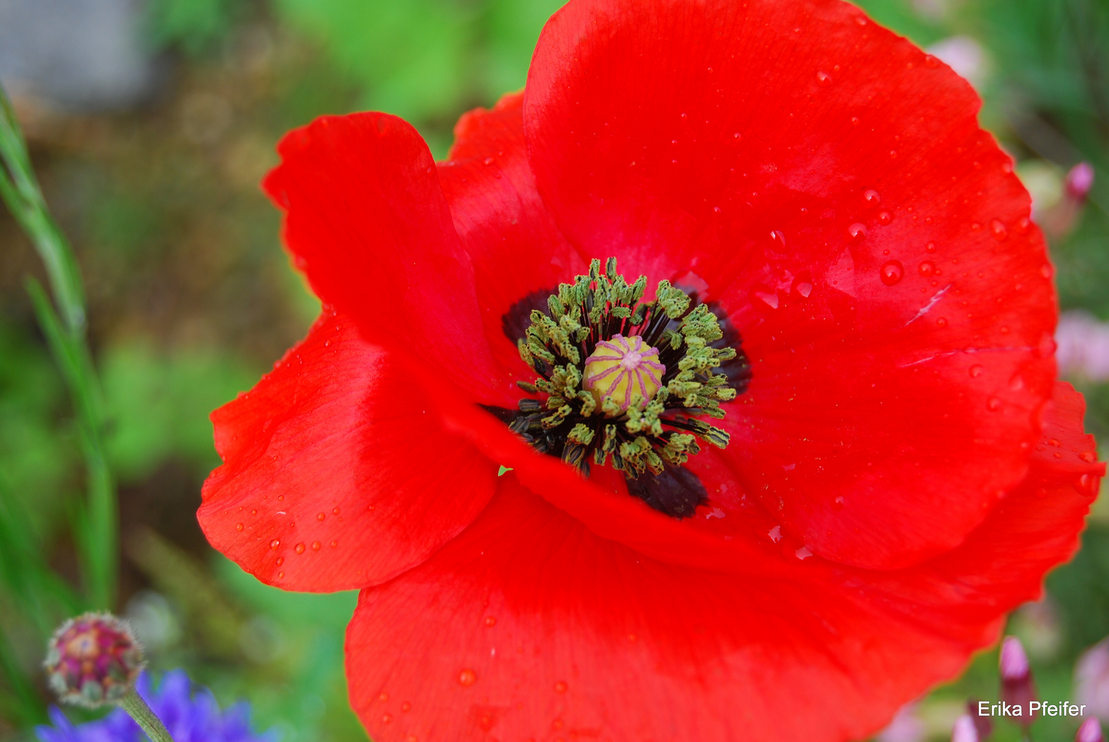 Die Mohnblume Foto & Bild pflanzen, pilze & flechten, blüten