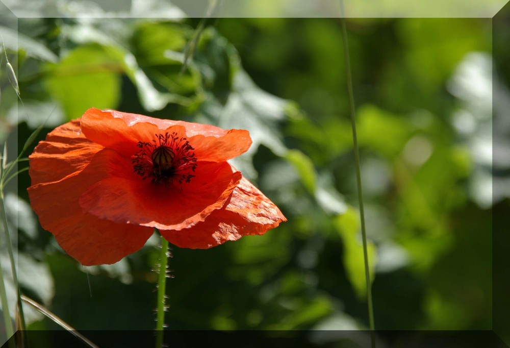 Die Mohnblume "Ein Traum in Rot"