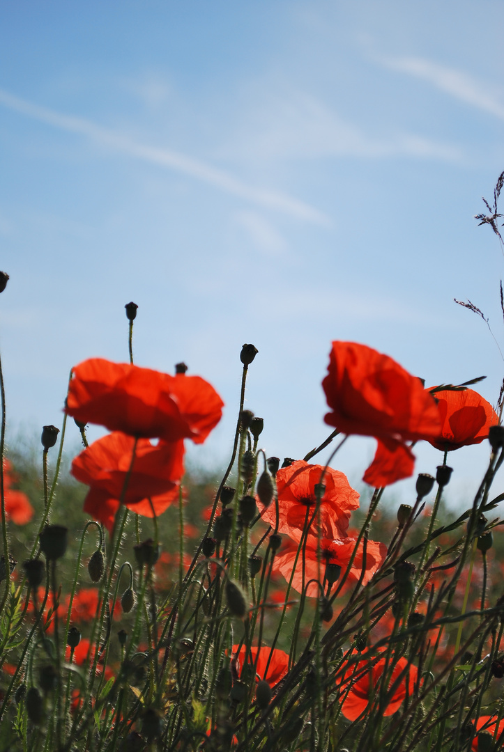 Die Mohnblume ist das beste Modell