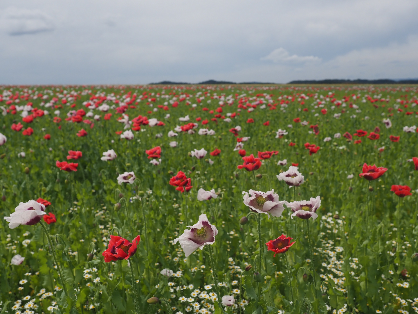 die Mohnblumen