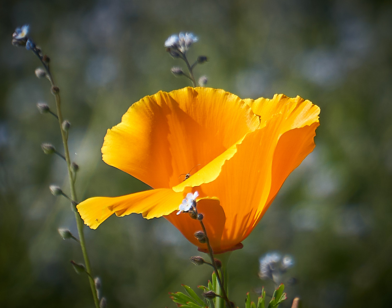 Die Mohnblumen blühen wieder!