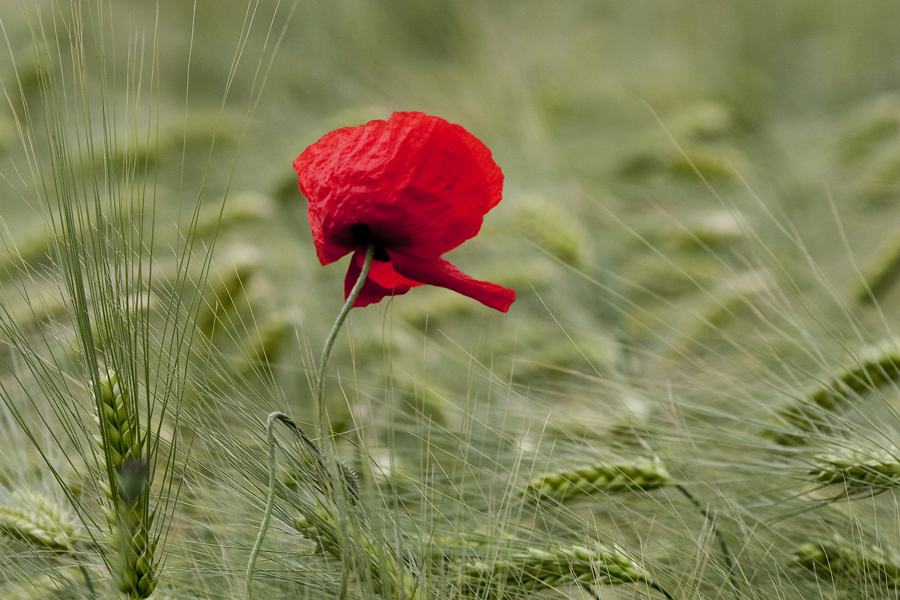 Die Mohnblumen...