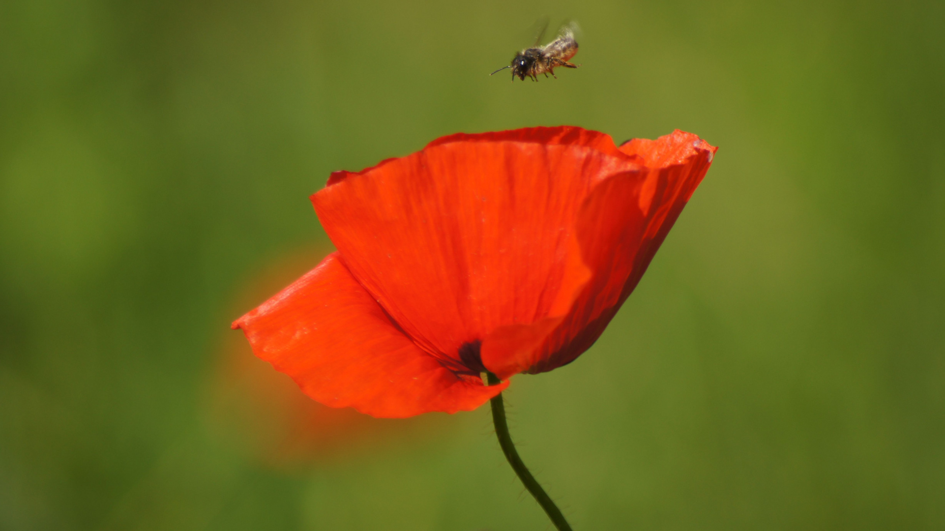 Die Mohnblumenlandung