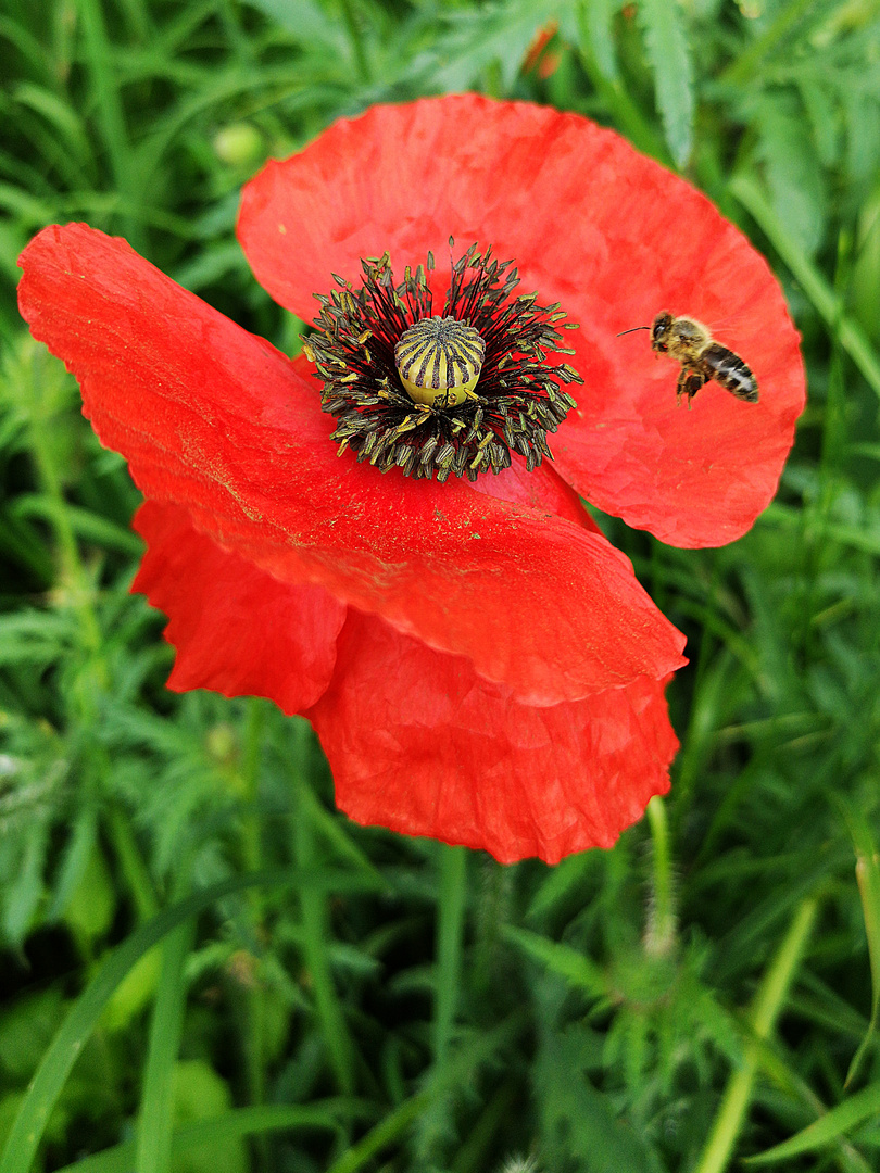 Die Mohn(d)landung.....