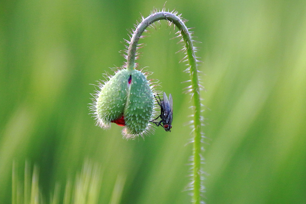 die "Mohnknospen-Fliege"