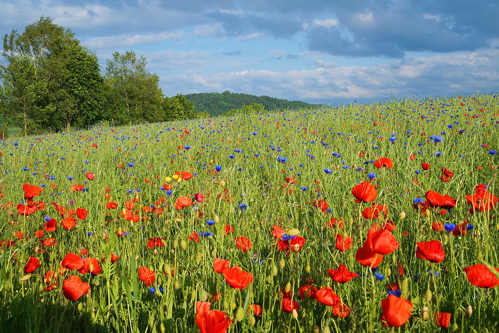 Die Mohnlandschaft