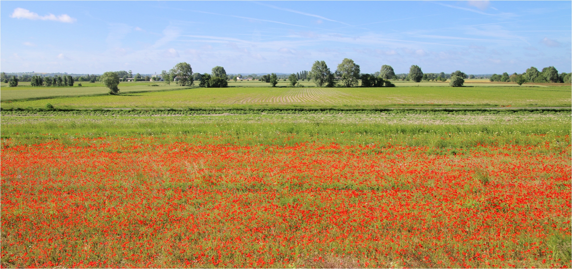 DIE MOHNWIESE