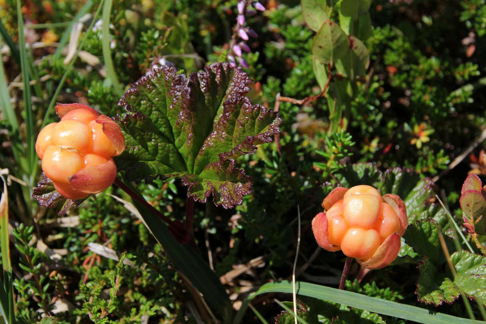 Die Moltebeere (Rubus chamaemorus)...