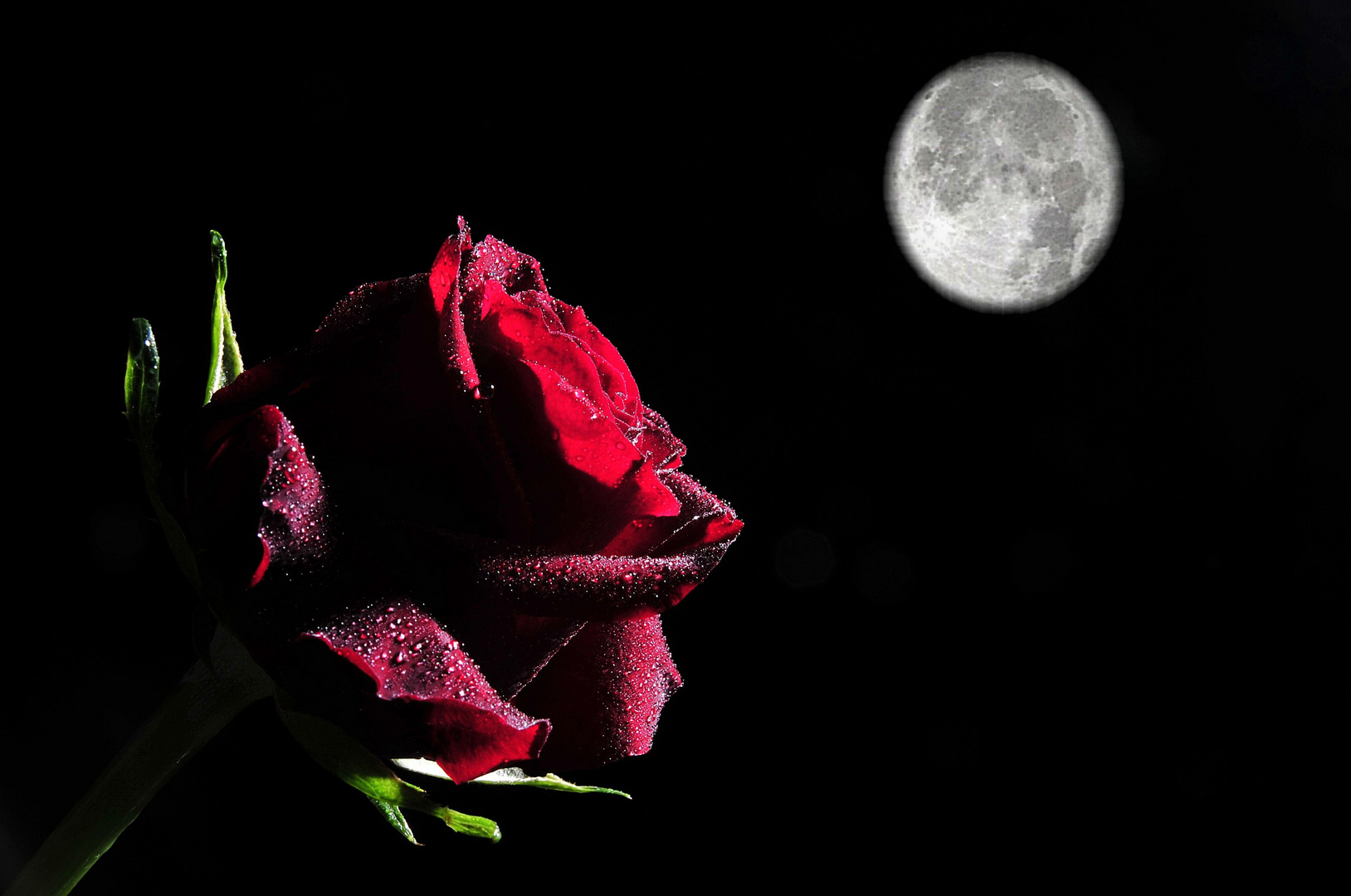 Die Mond - Rose, sehr selten :-)