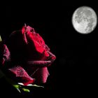 Die Mond - Rose, sehr selten :-)