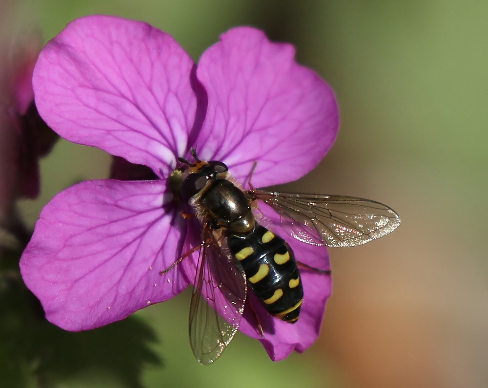 Die Mondfleck-Schwebfliege...