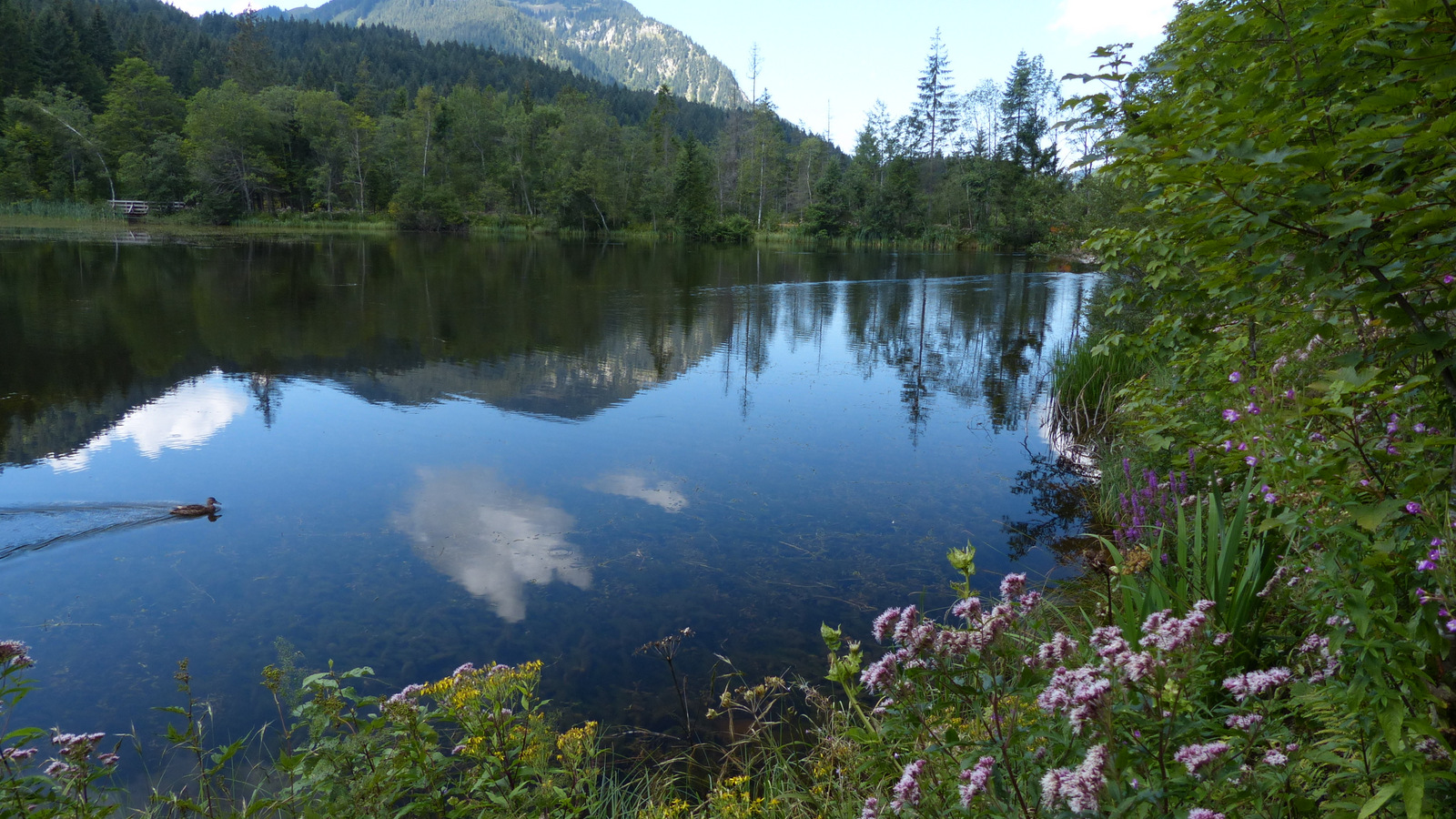 "Die Moni-Alm"