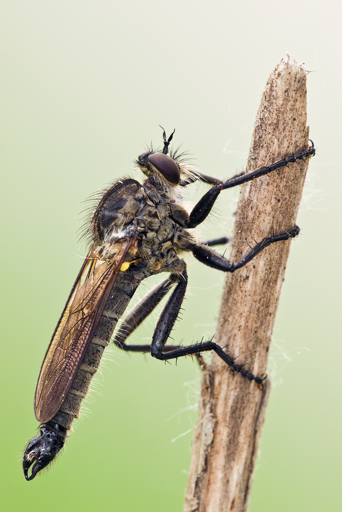 Die Monsterraubfliege