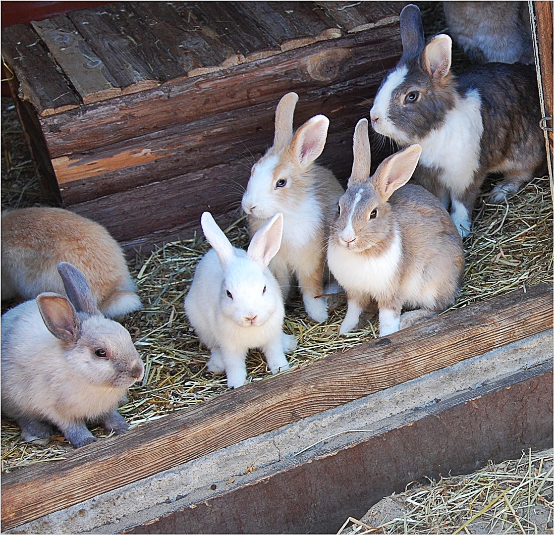 die Montags-Kaninchen Foto & Bild | natur, haustiere, kaninchen Bilder