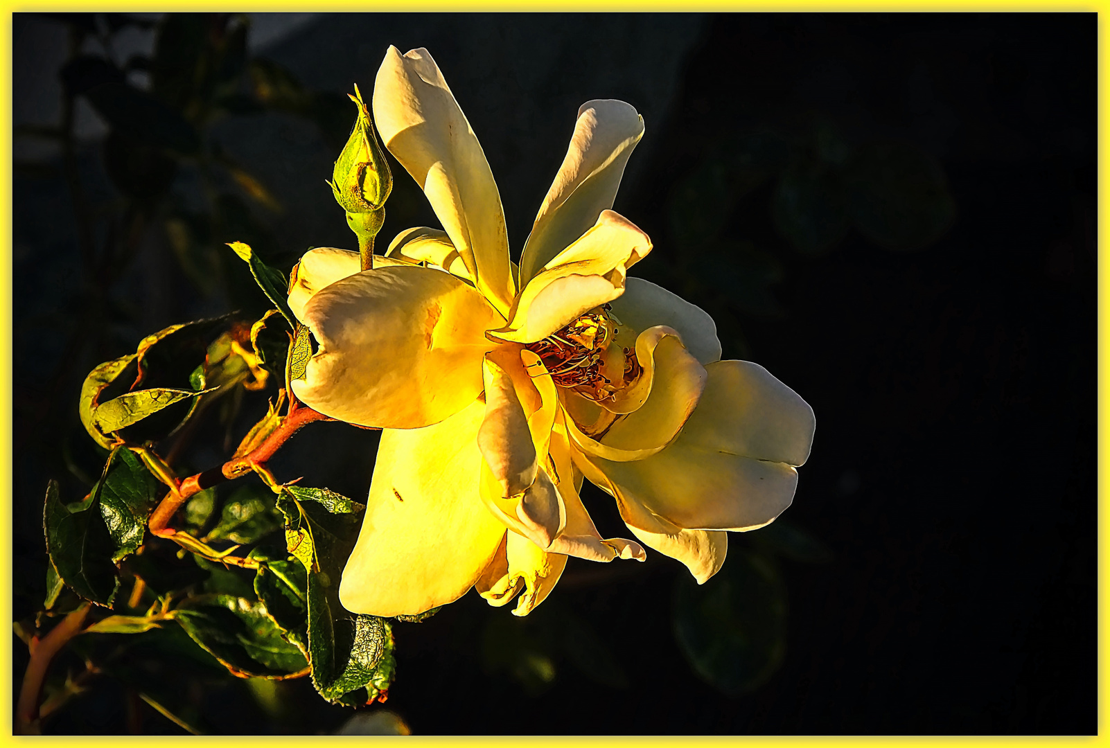 Die Montags-Rose im Sonnenlicht