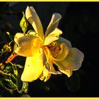 Die Montags-Rose im Sonnenlicht