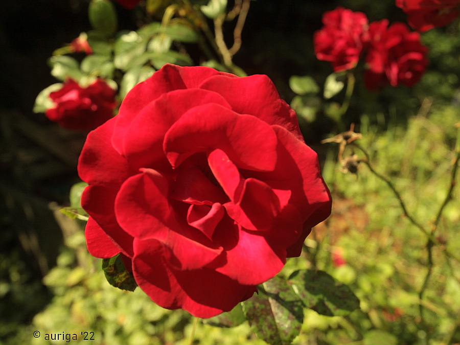 Die Montagsrose 8579